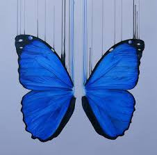 "Morpho" Louise McNaught